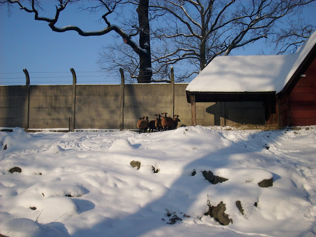 Owce kameruńskie - Zoo Wrocław