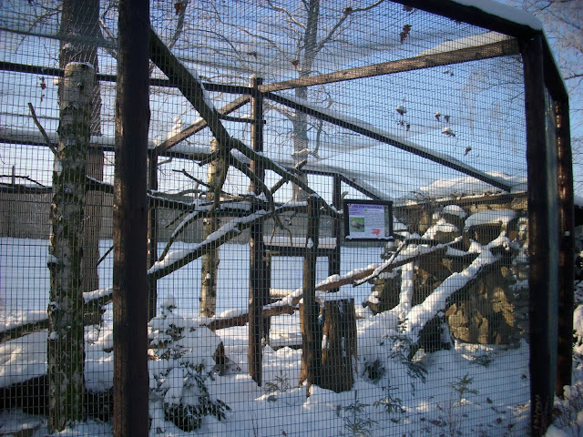 Gdzieś tu powinna być kuna żółtogardła...