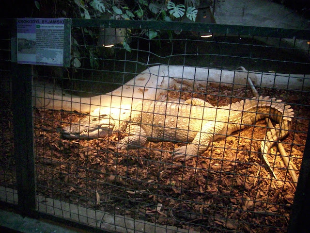 Krokodyl syjamski - Zoo Wrocław