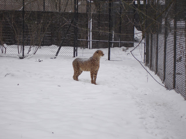 Gepard
