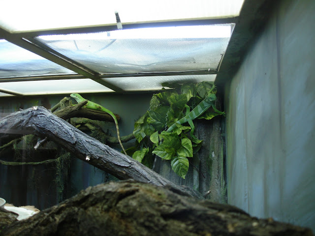VIP's from Herpetarium - legwany fidżijskie