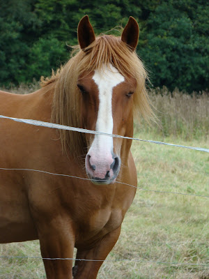 Vos plus belles grimaces de cheval et photos gag .... - Page 5 DSC08147
