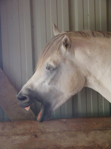 Vos plus belles grimaces de cheval et photos gag .... - Page 5 DSC08697