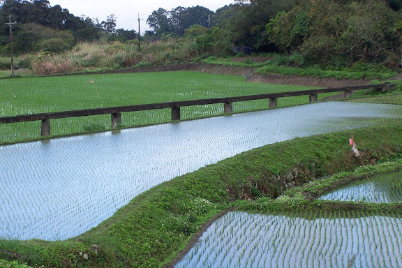 富里鄉的梯田與輸水道。攝影：林恩澍