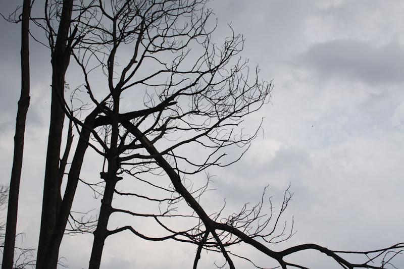 Burnt Trees_Srunen VIllage_Merapi Eruption_Jogjakarta_Indonesia_Aftermath