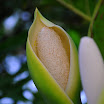 Previous