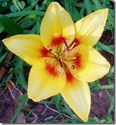 712 yekkow lily 1