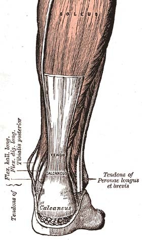 [Achilles-tendon[23].jpg]