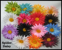 spiderdaisy4