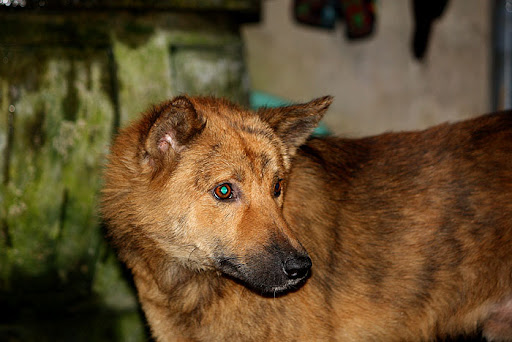 Dog