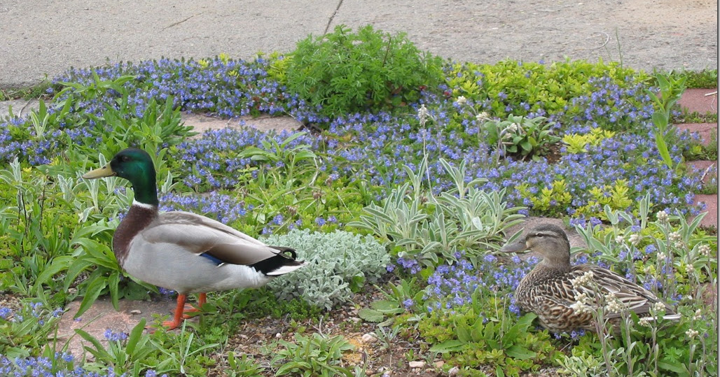 Dakota Garden Ducks in the Corn Gluten