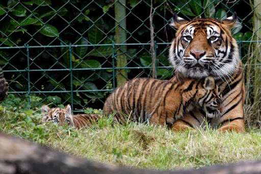 Pics Of Tigers Cubs. Meet the Sumatran tiger cubs