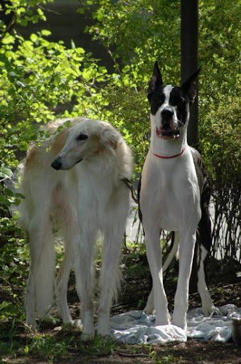 dogs