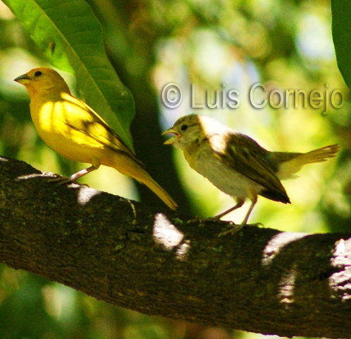 CANARIO MACHO HEMBRA canario macho hembra: