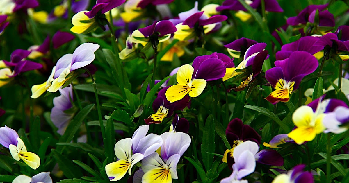 Capture My World Spring in New Hampshire.