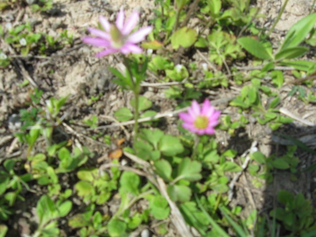 [2010 first flowers of spring 015[4].jpg]