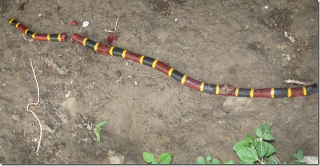 2010 Virgin of Guadalupe coral snake 007