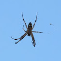 Zig-zag Spider