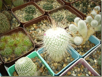 P1010111