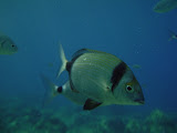 DSC06281-2mod.JPG