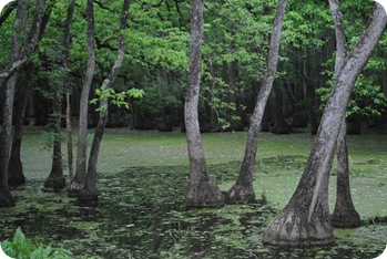 Congaree Swamp