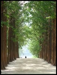 seruan pulau nami seruan pulau nami