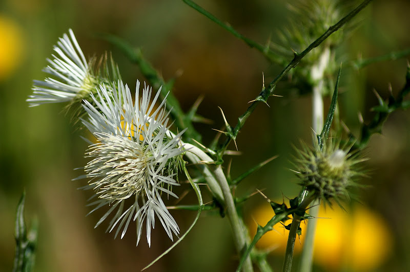 Flor de cardo branca