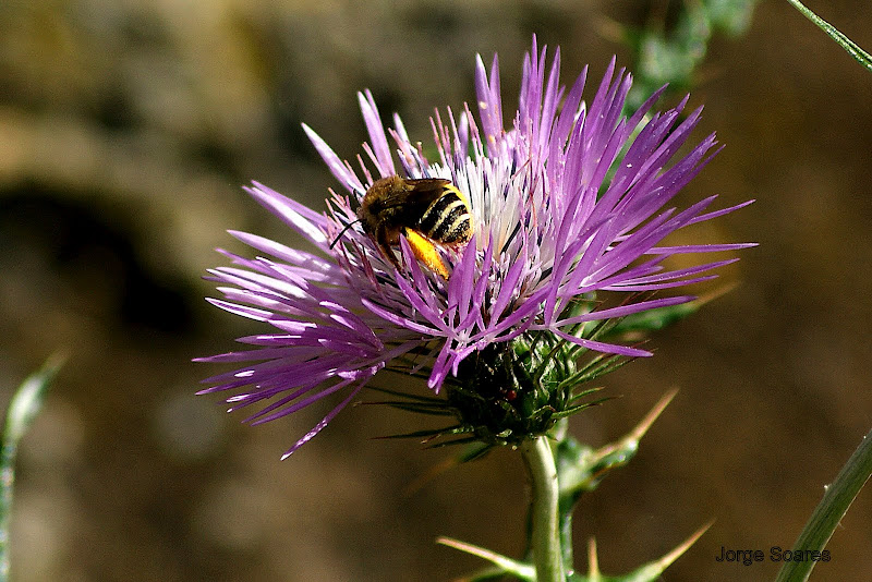 Abelha na flor de cardo