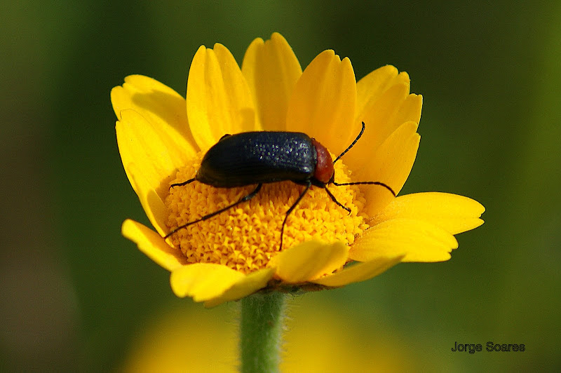 Bichinhos nos malmequeres