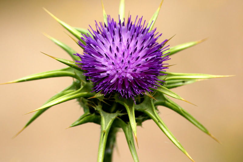 Detalhes de uma flor de cardo