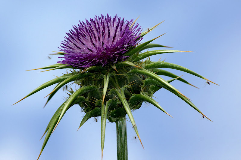 Detalhes de uma flor de cardo