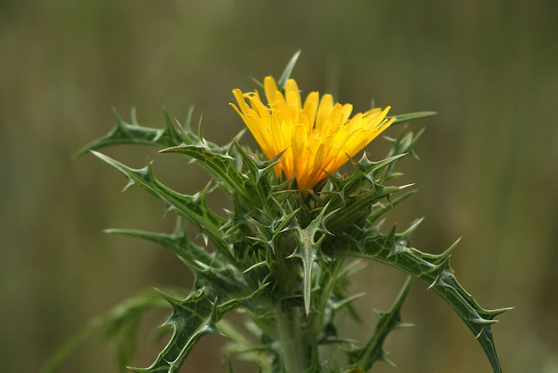 As cores da flor de cardo, amarela