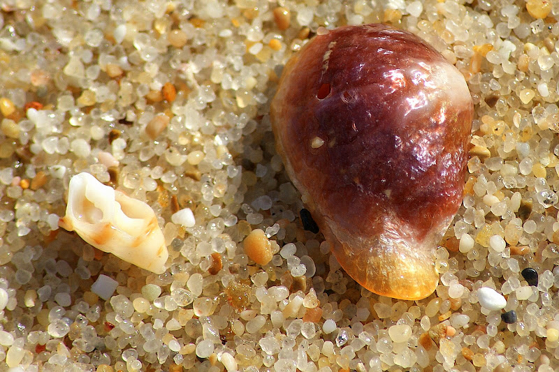 Restos de conchas na areia da praia