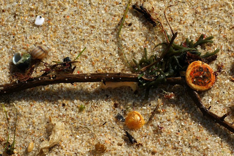 Despojos na praia da Arrábida