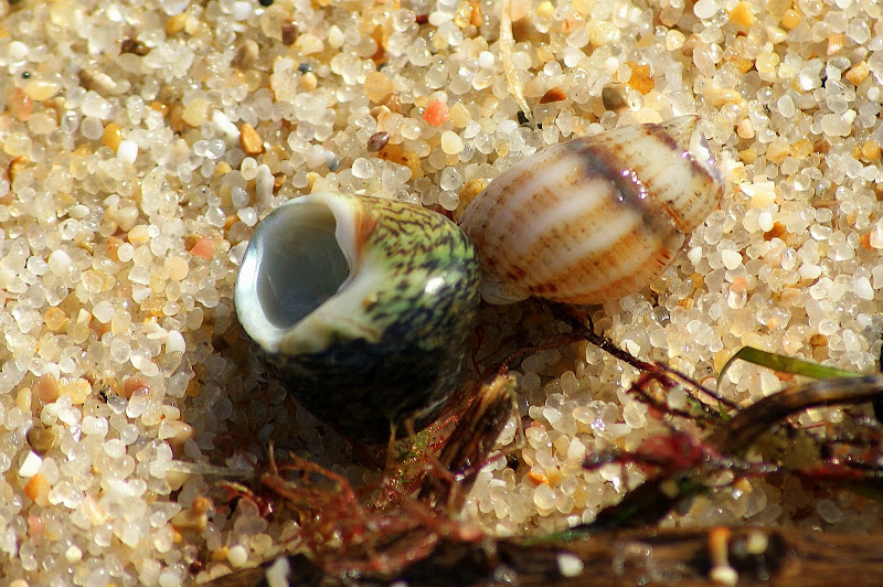 Pequenos buzios, arrábida Setúbal