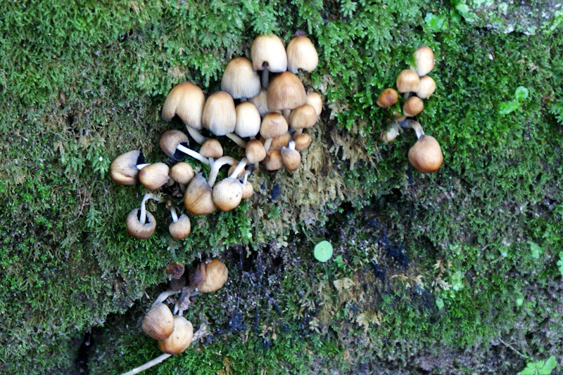Cogumelos no musgo
