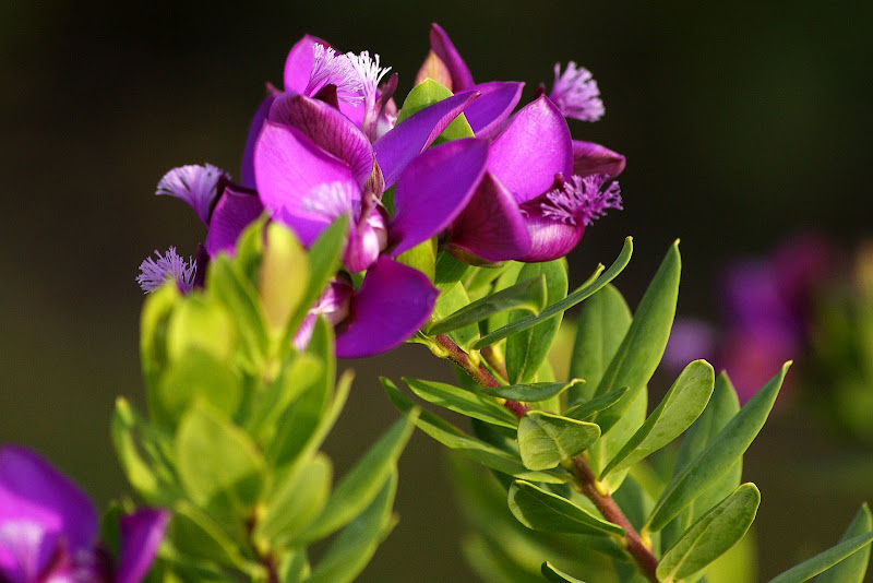 Flores lilás em Albarquel