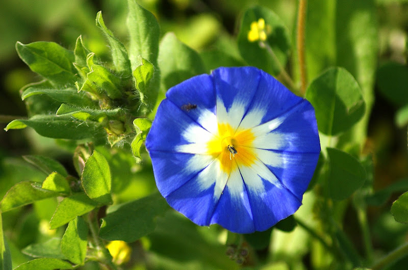 As primeiras flores silvestres de 2010