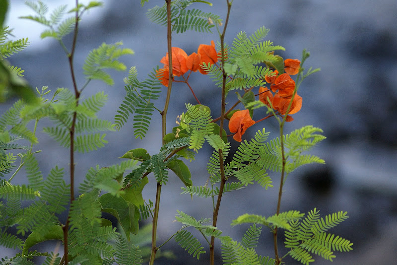 Buganvillia cor de laranja