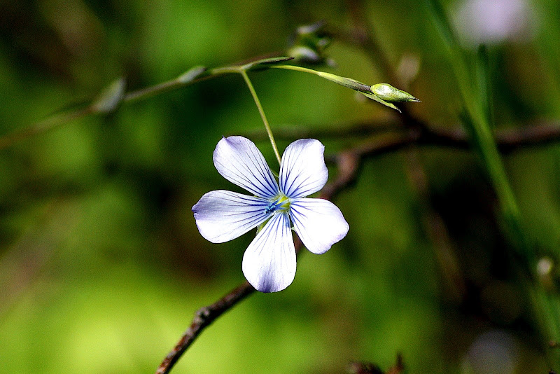 Mulher - Florbela espanca