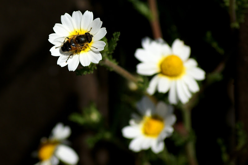 Sirfideo nas flores silvestres