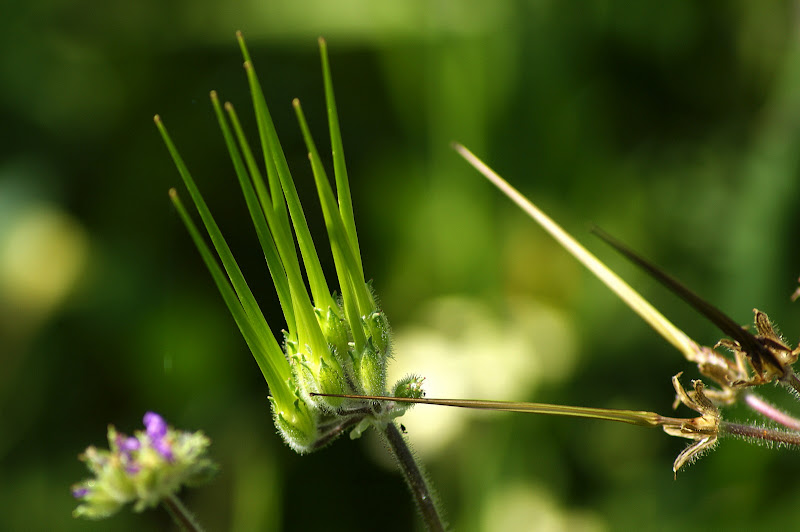 Detalhes da Primavera, flores silvestres
