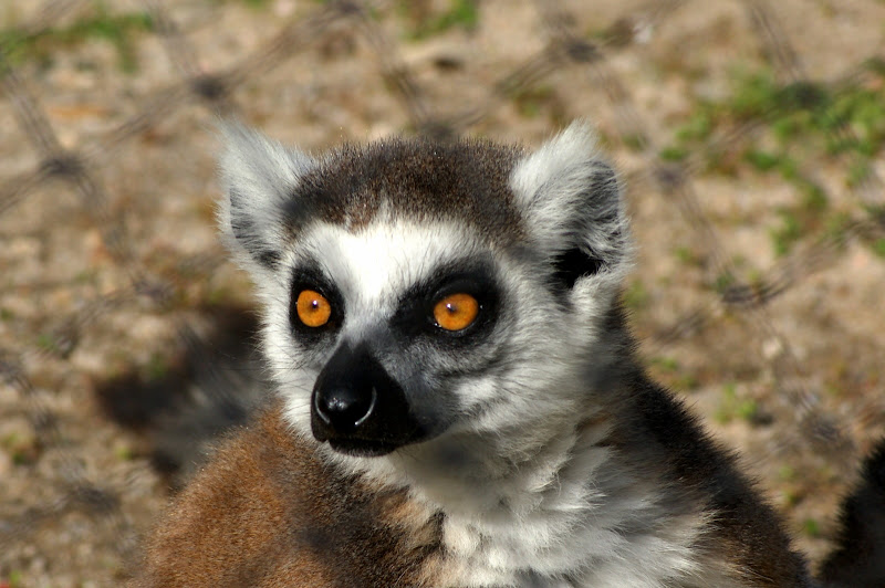 Lémurs do Monte Selvagem