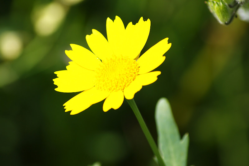 Detalhes da Primaver