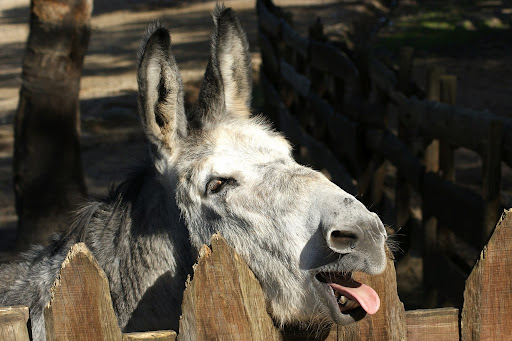 Um país de burros com memória curta