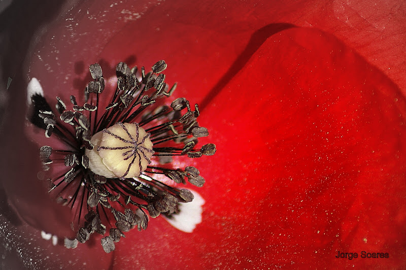 Detalhes, centro de papoila