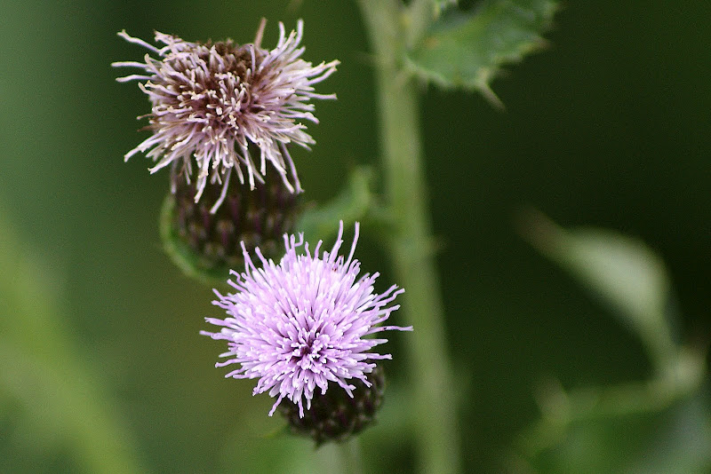 As cores da flor de cardo