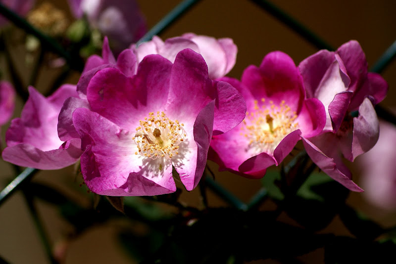 Rosas