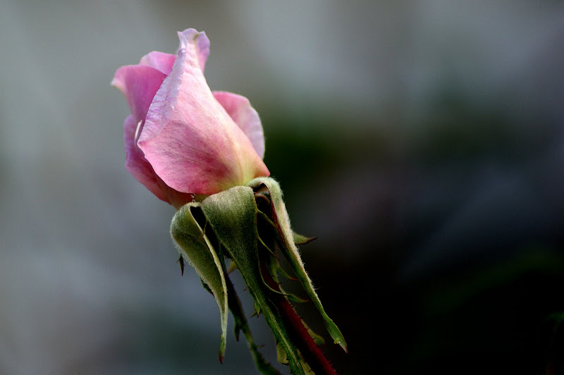 Botão de rosa cor de rosa