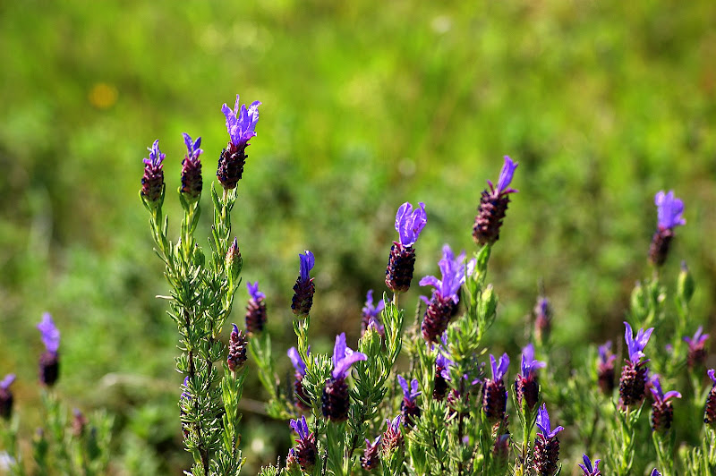 Flores silvestres da serra da Arrábida